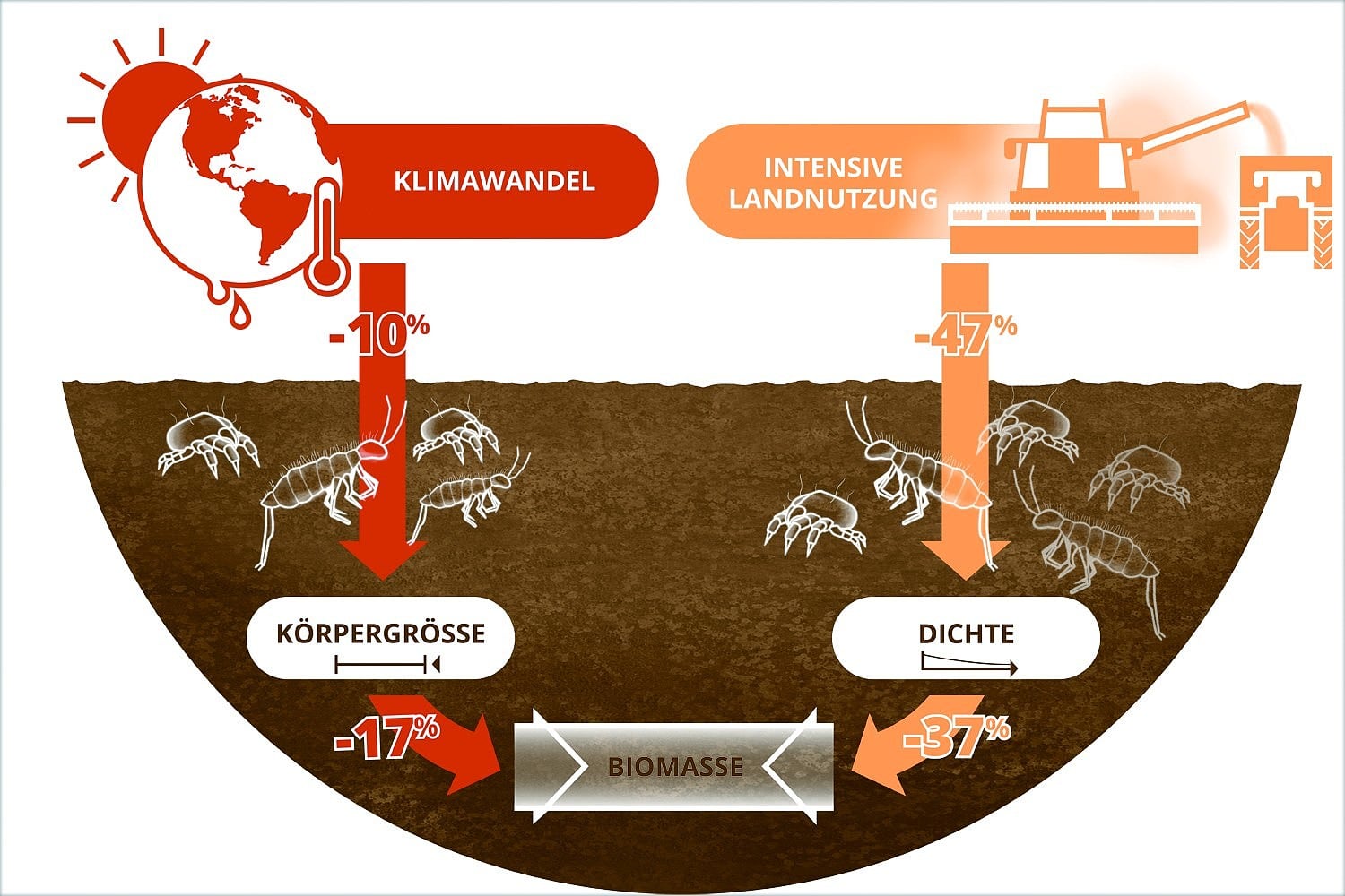 Biomasse der Bodentiere Biomasse der Bodentiere