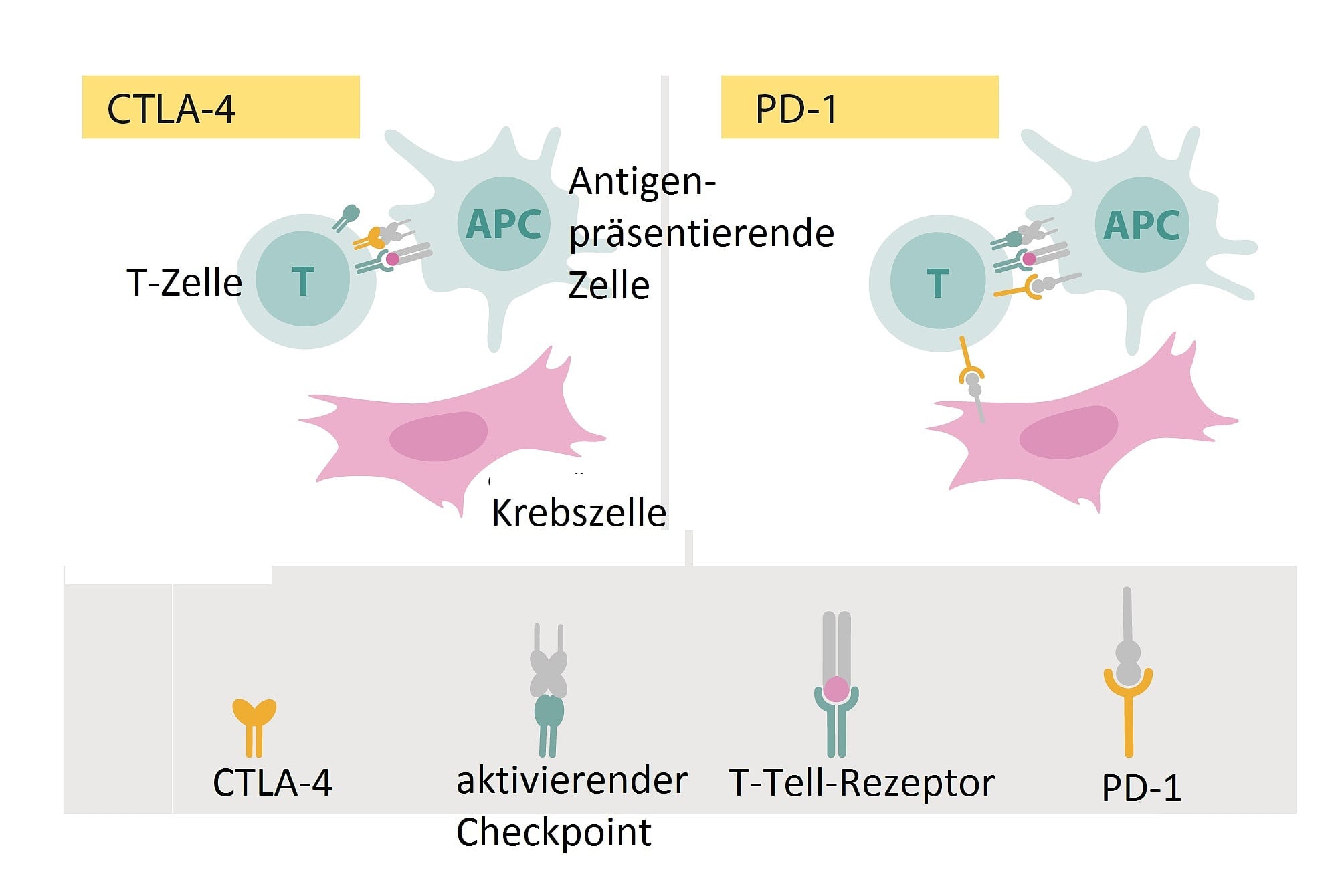 Wirkprinzipien von CTLA-4 und PD-1 Wirkprinzipien von CTLA-4 und PD-1