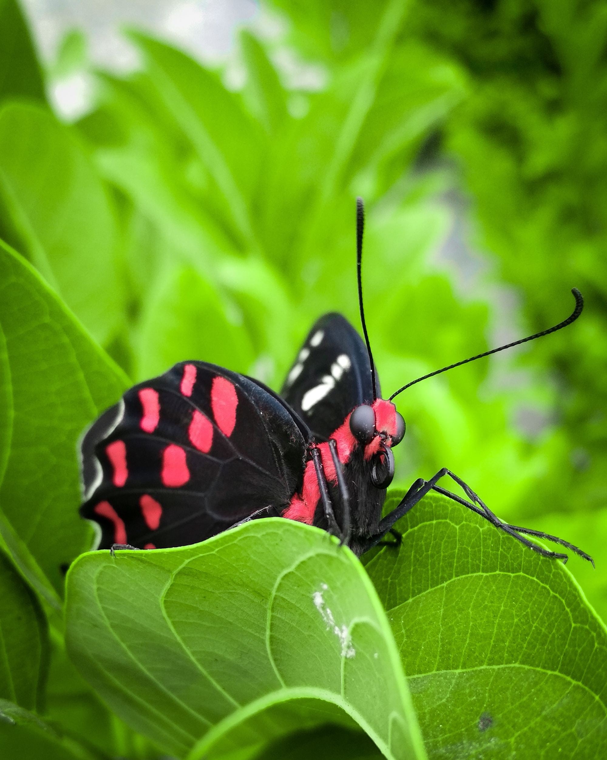 Dunkler Schmetterling im Grünen Dunkler Schmetterling im Grünen