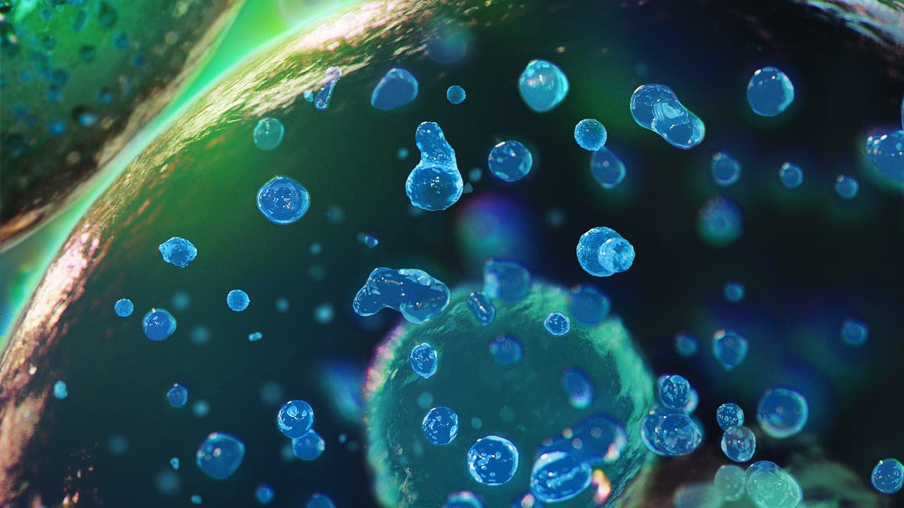 Zellbiologie: Lebenswichtige Molekülklumpen