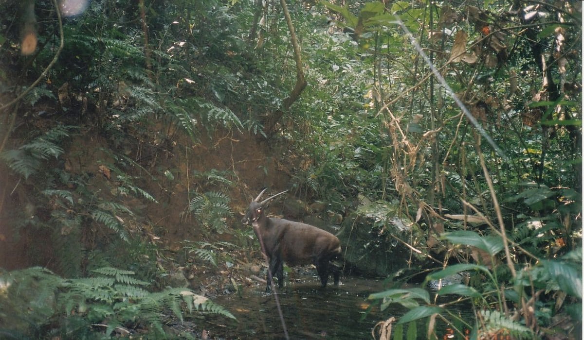 Saola Saola