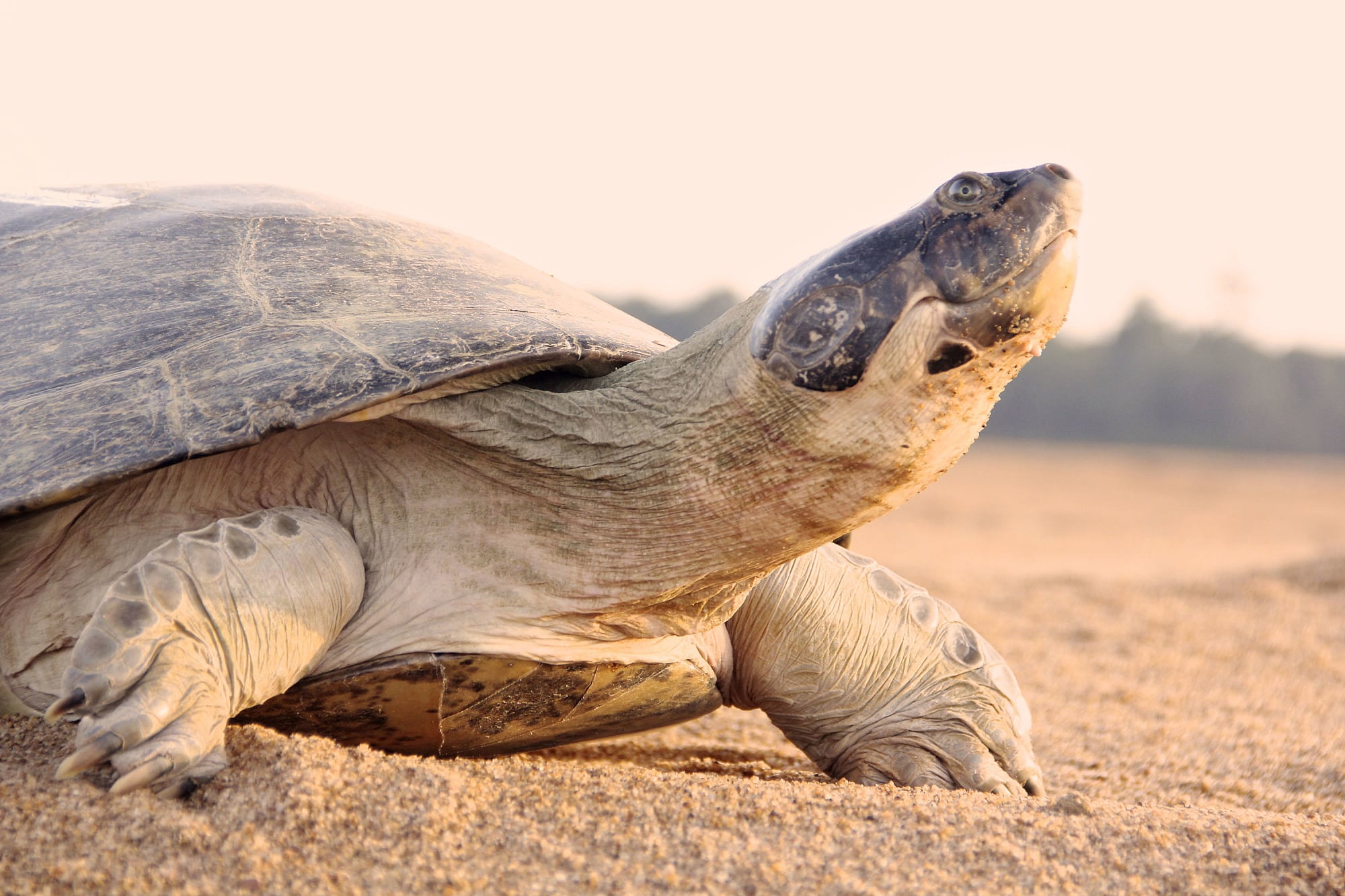 Riesenschildkröte aus Amazonien Riesenschildkröte aus Amazonien