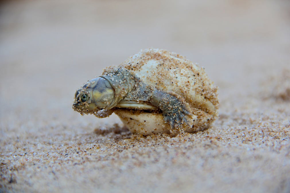 Schlüpfende Flussschildkröte Schlüpfende Flussschildkröte
