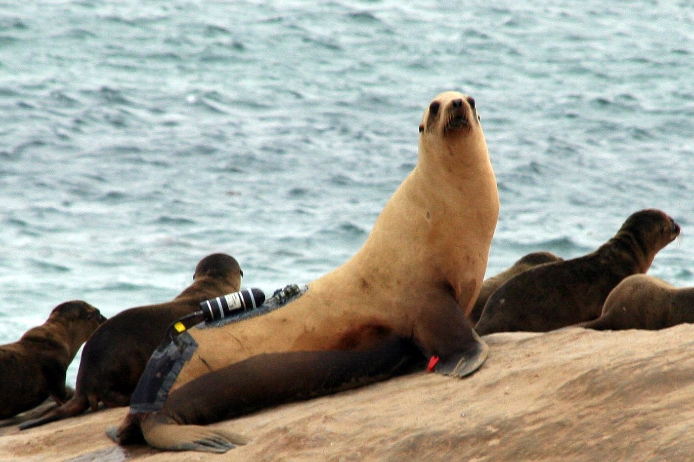 Seelöwe mit Messinstrumenten Seelöwe mit Messinstrumenten
