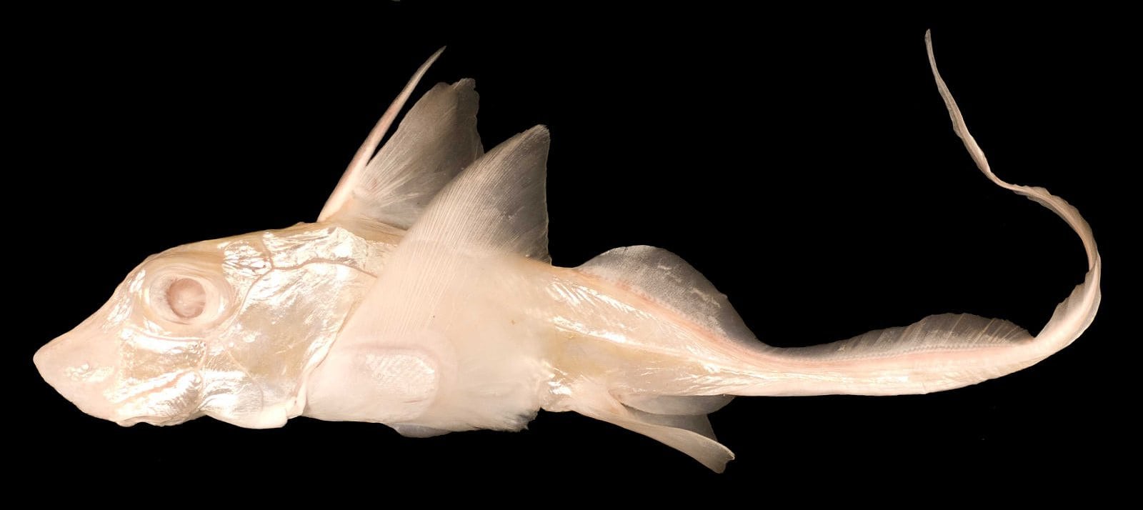 Gefleckte Seeratte Gefleckte Seeratte