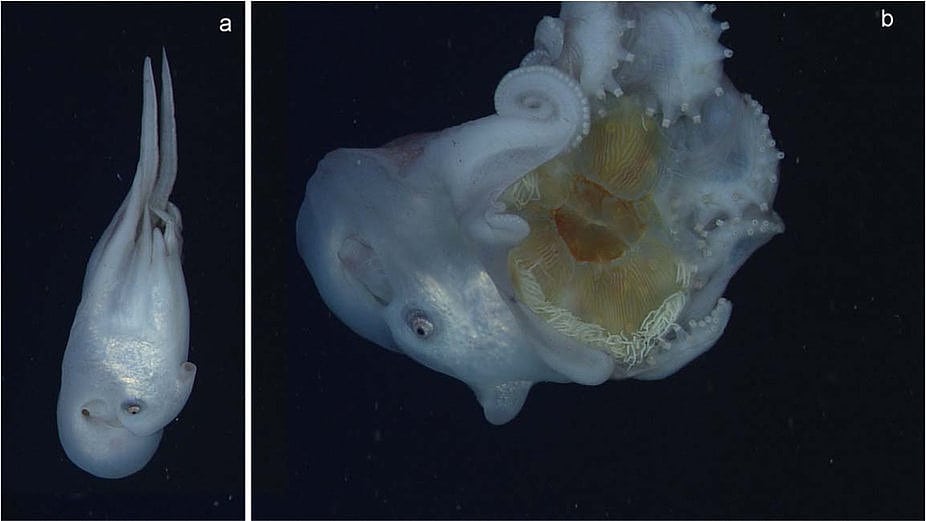 Ein Krake der Art Haliphron atlanticus Ein Krake der Art Haliphron atlanticus