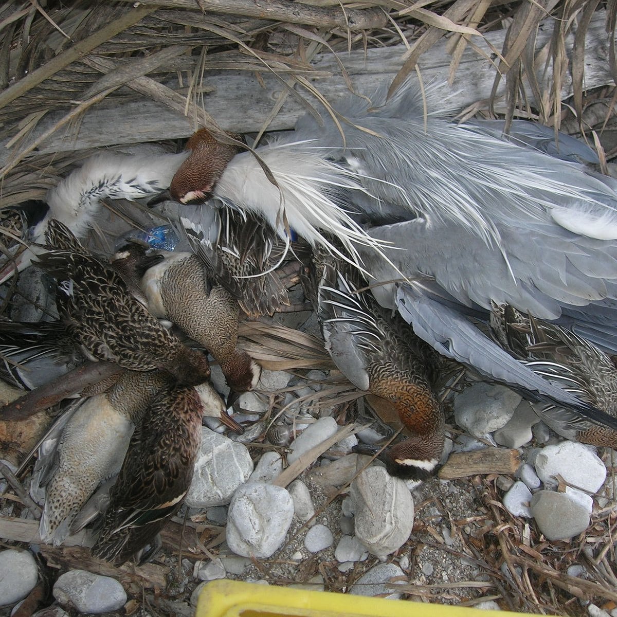 Diese Vögel wurden in einem Feuchtgebiet in Bosnien geschossen und blieben anschließend unbeachtet liegen. Diese Vögel wurden in einem Feuchtgebiet in Bosnien geschossen und blieben anschließend unbeachtet liegen.