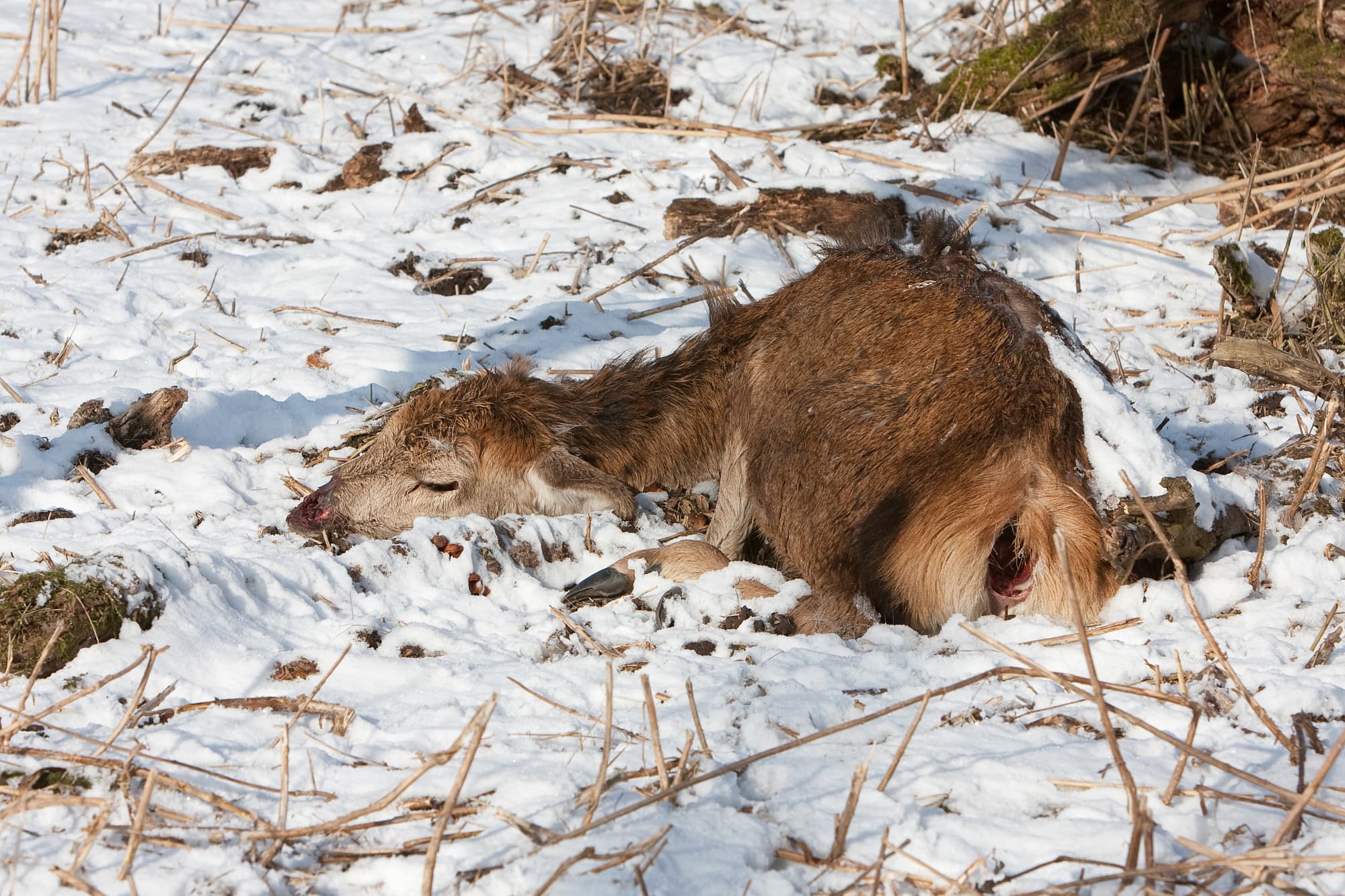 Toter Hirsch Toter Hirsch