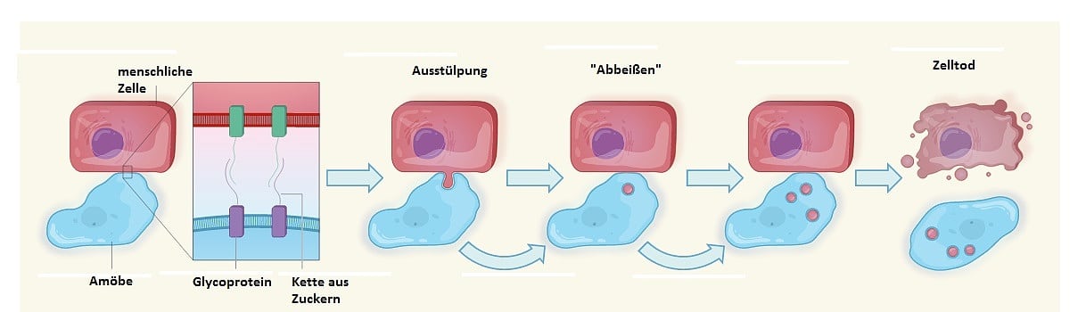 Schema der amöbischen Trogocytose bei Entamoeba histolytica Schema der amöbischen Trogocytose bei Entamoeba histolytica