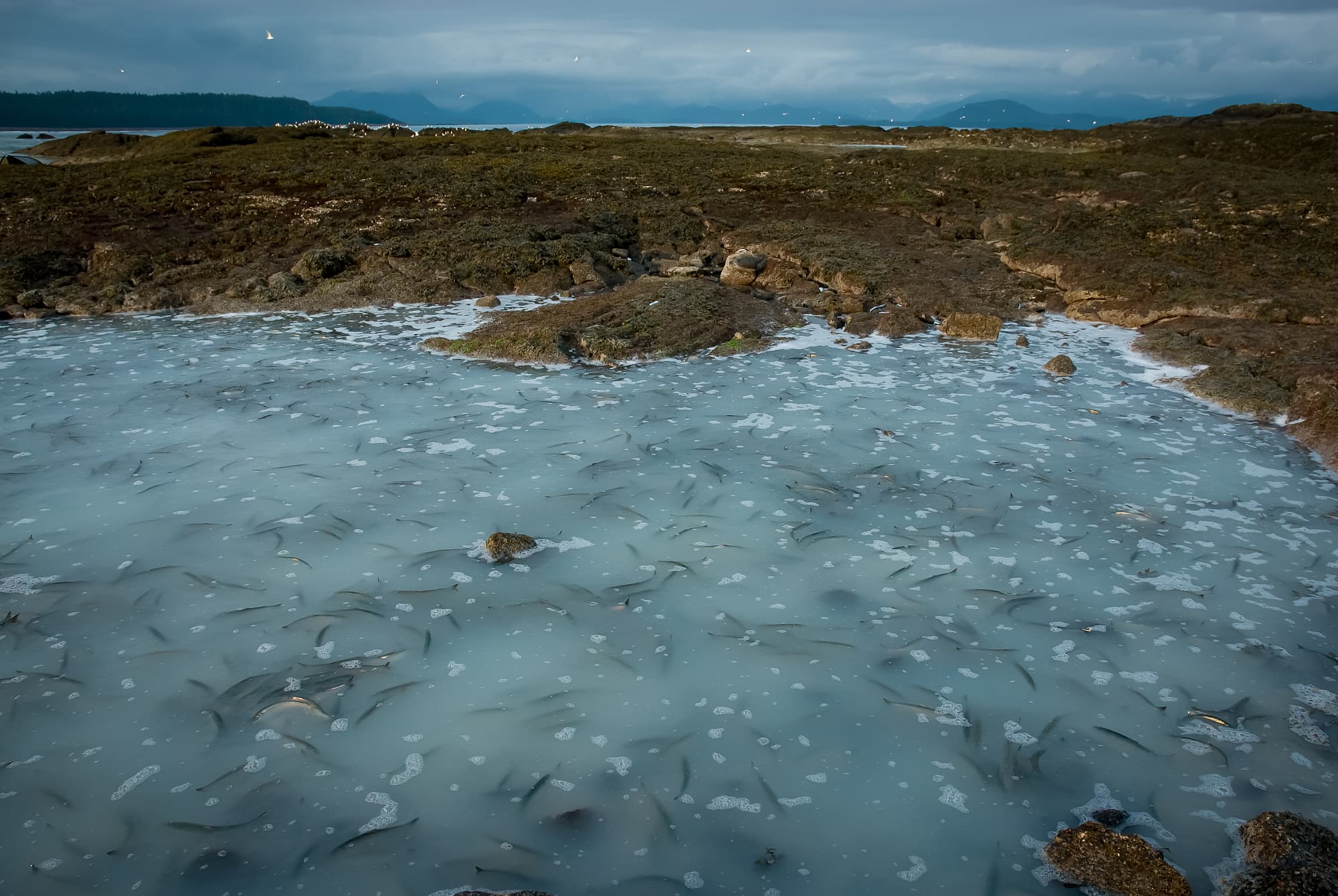 Das Wasser ist milchig von den Rogen und Spermien der Heringe im Fortpflanzungsrausch Das Wasser ist milchig von den Rogen und Spermien der Heringe im Fortpflanzungsrausch