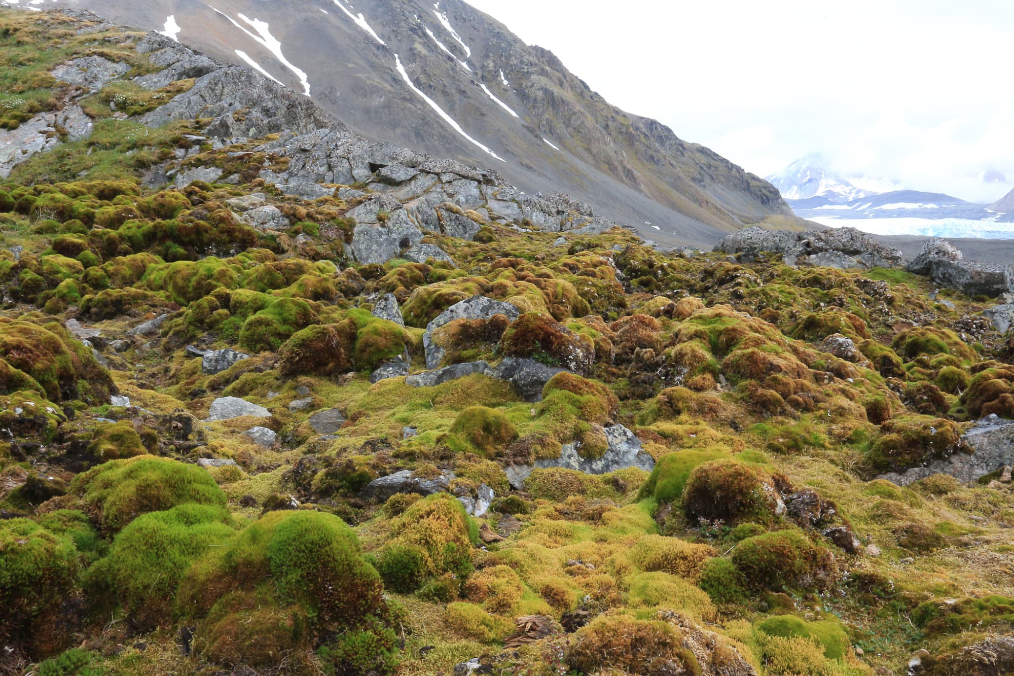 Paradies der Polarkreisbewohner Paradies der Polarkreisbewohner