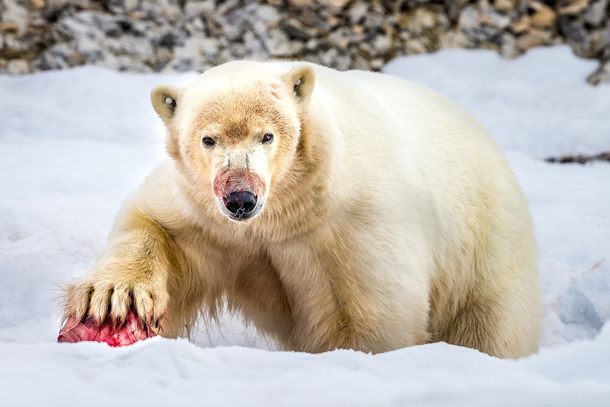 Eisbär mit Beute Eisbär mit Beute