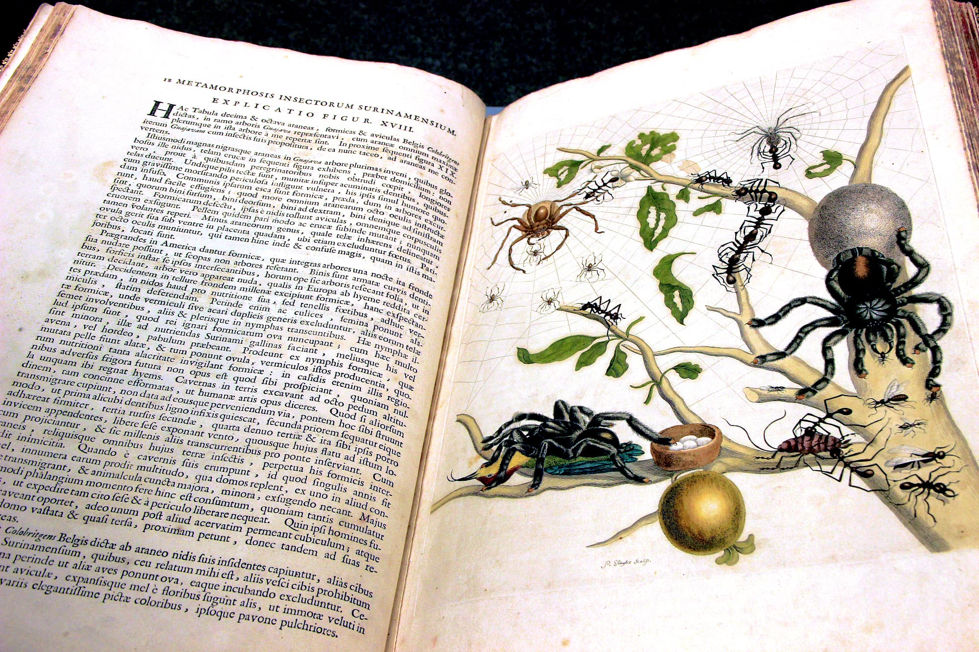 Ein Kolibri in den Fängen der Spinne Ein Kolibri in den Fängen der Spinne