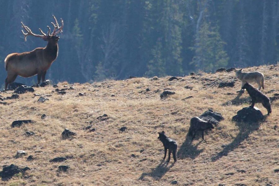 Ein Wolfsrudel hat einen Hirsch gestellt Ein Wolfsrudel hat einen Hirsch gestellt