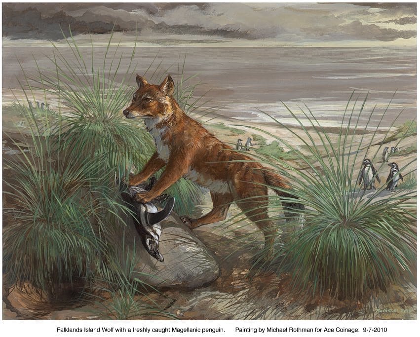 Falklandwolf Falklandwolf