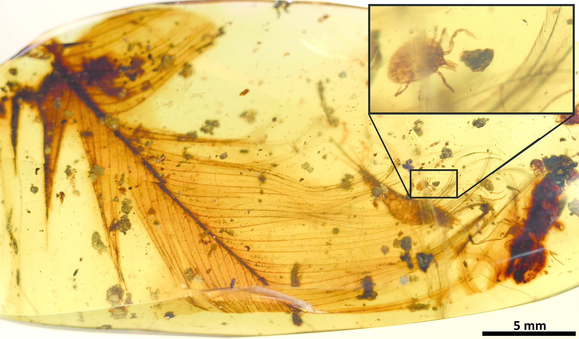 Eine 100 Millionen Jahre alte Zecke klammert sich an einer Feder fest, beide in Bernstein eingegossen. Eine 100 Millionen Jahre alte Zecke klammert sich an einer Feder fest, beide in Bernstein eingegossen.