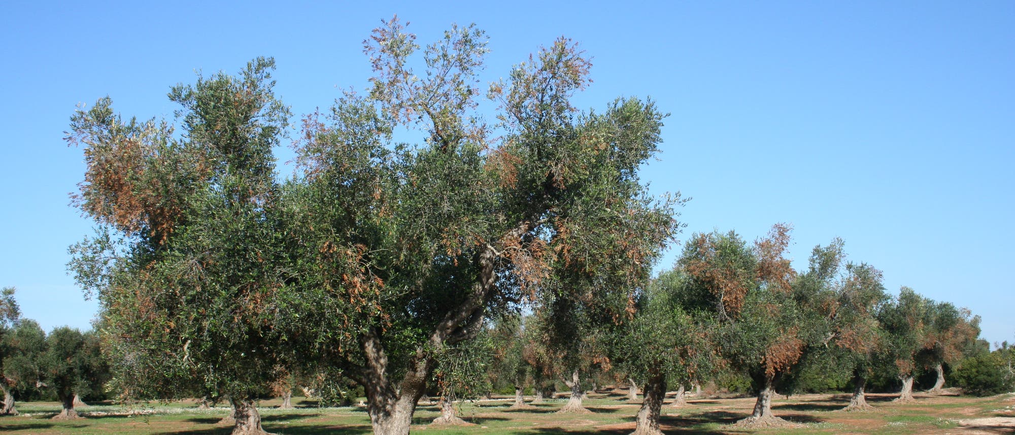 Ein von Xylella befallener Olivenhain Ein von Xylella befallener Olivenhain