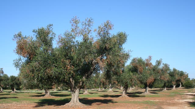 Ein von Xylella befallener Olivenhain