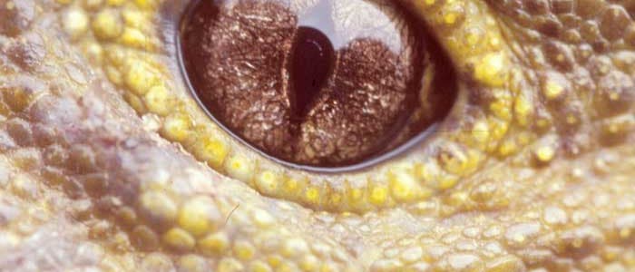 Tuatara-Auge Tuatara-Auge