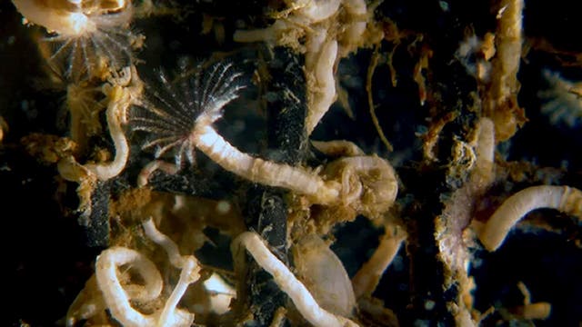Besiedeln Oberflächen im Meer: Röhrenwürmer