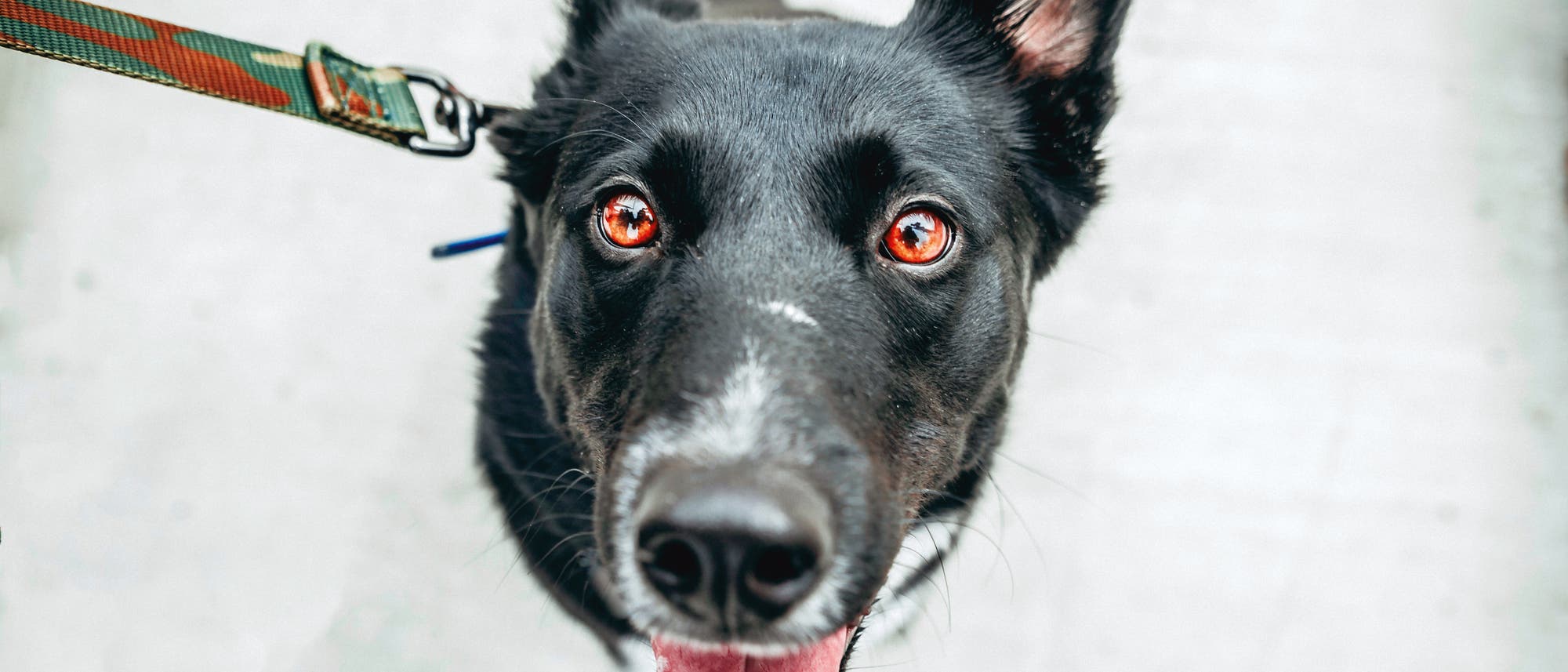 Wuff! Wuff!