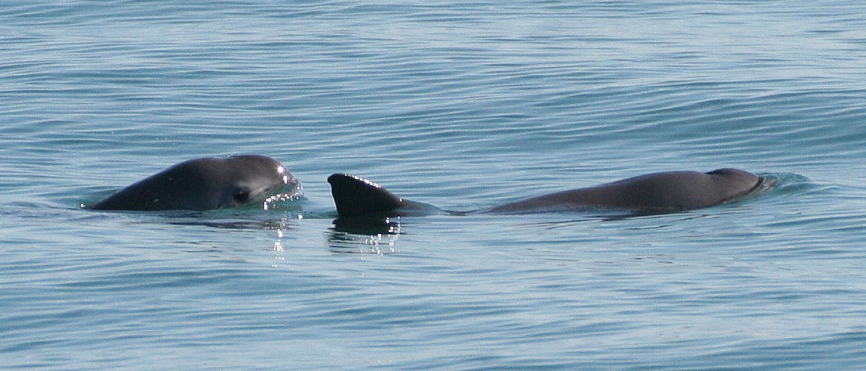 Vaquita Vaquita