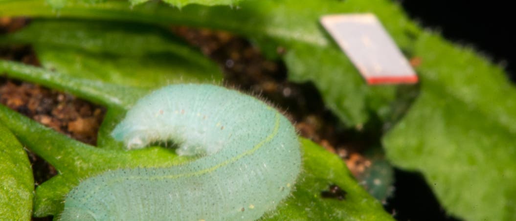 Kohlweißlingraupe knabbert an Arabidopsis Kohlweißlingraupe knabbert an Arabidopsis