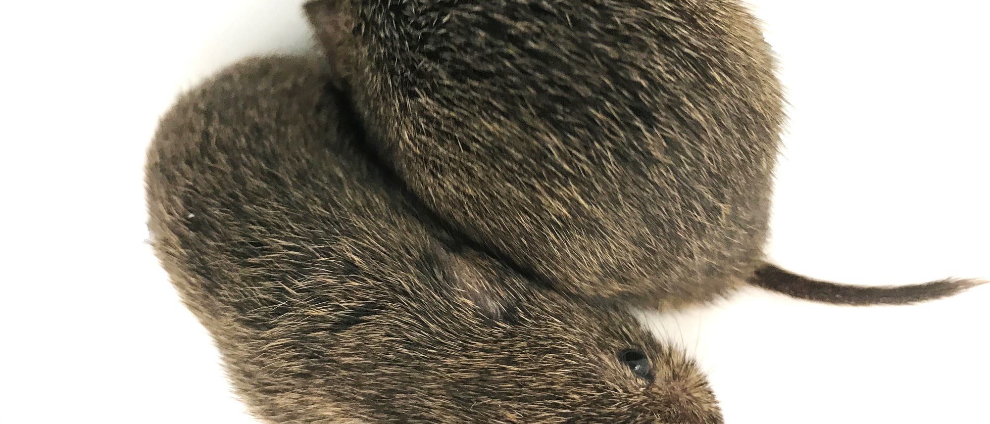 Kuschelnde Präriewühlmäuse Kuschelnde Präriewühlmäuse