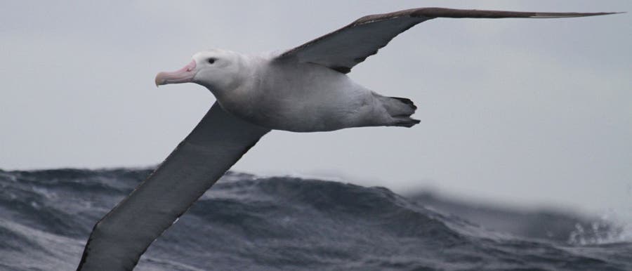 Wanderalbatros Wanderalbatros