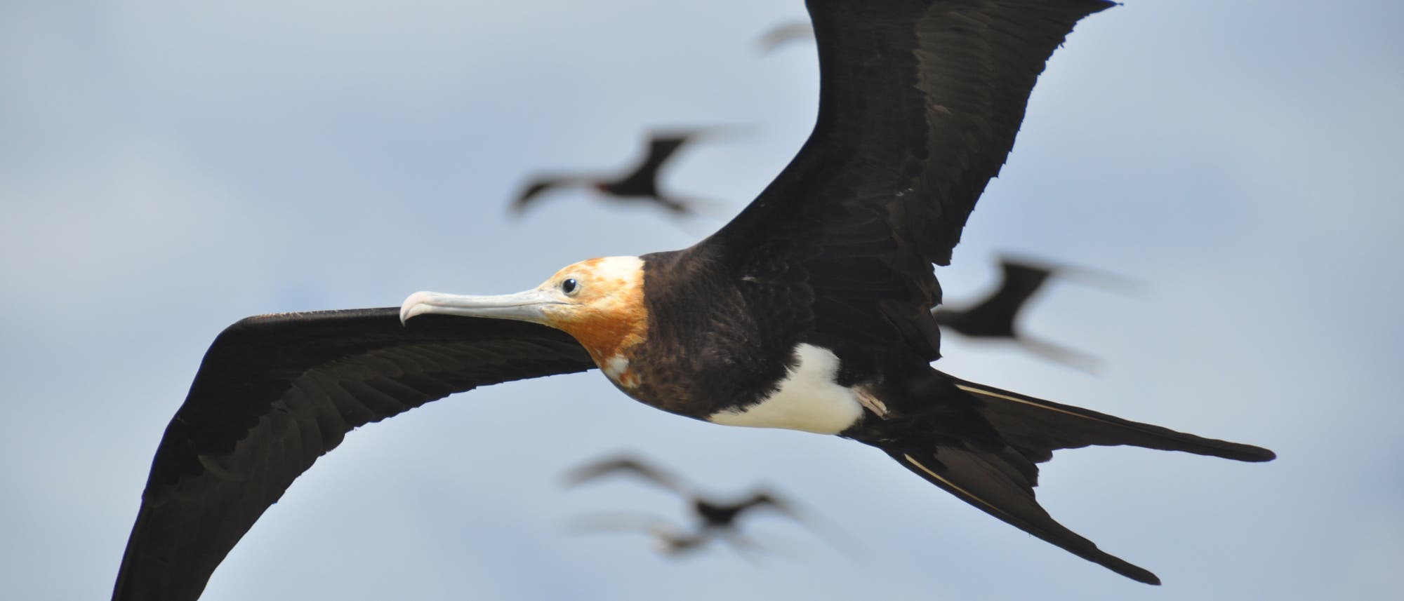 Fregattvögel sind Meister der Lüfte und ntuzen die Thermik perfekt aus Fregattvögel sind Meister der Lüfte und ntuzen die Thermik perfekt aus