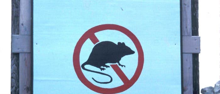 Ratten verboten! Ratten verboten!