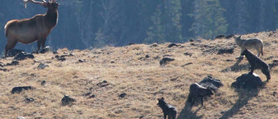 Ein Wolfsrudel hat einen Hirsch gestellt Ein Wolfsrudel hat einen Hirsch gestellt