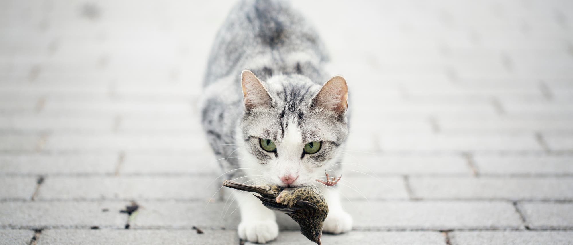 Wildernde Katze mit totem Singvogel im Maul Wildernde Katze mit totem Singvogel im Maul