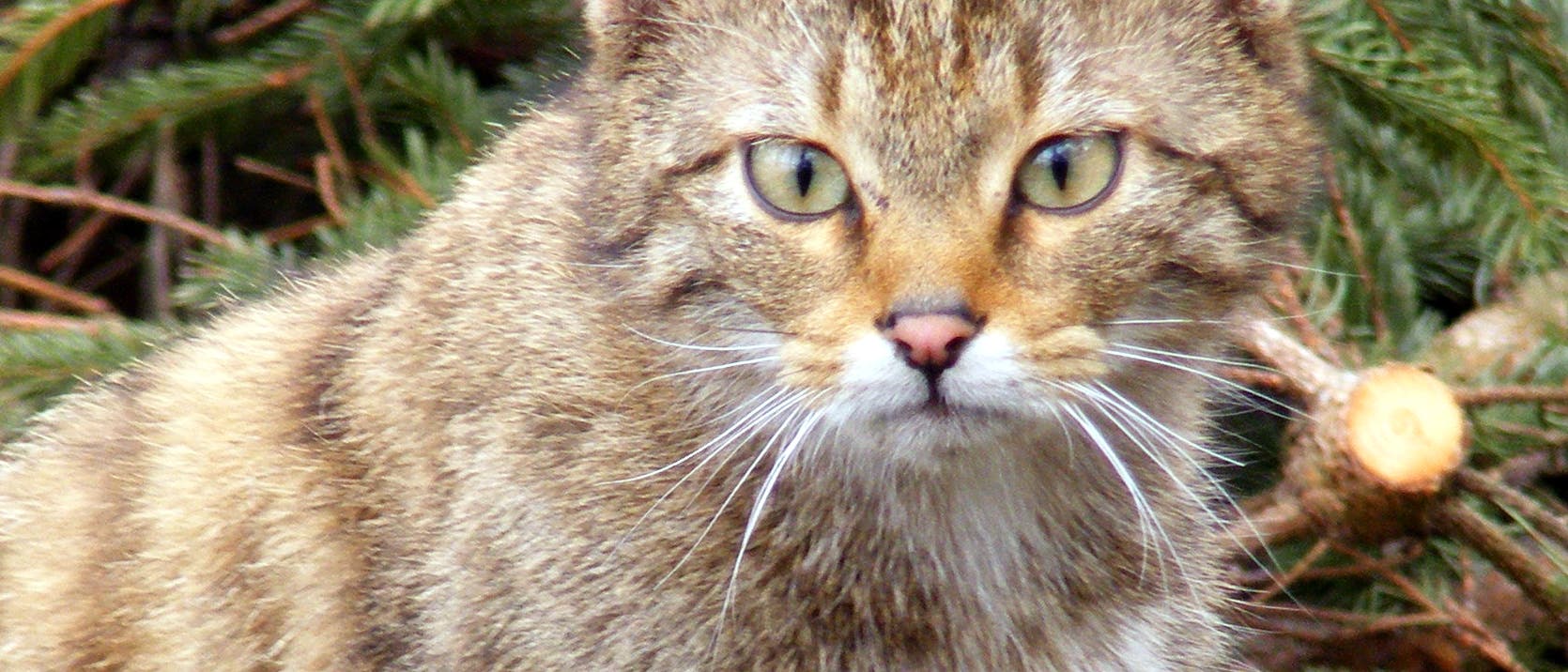 Wildkatze im Grünen Wildkatze im Grünen