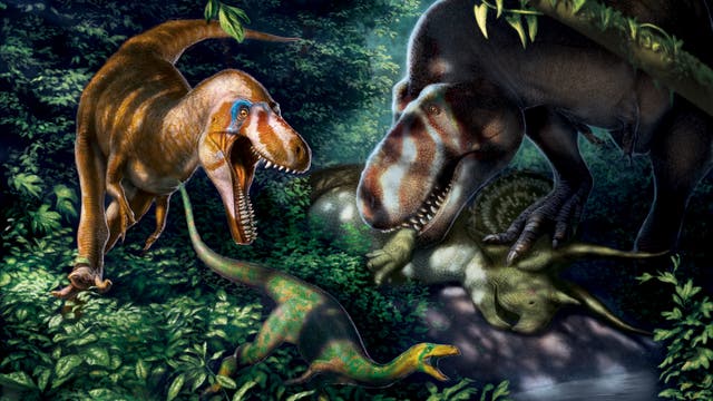 Schlank, leichtfüßig, messerscharfe Zähne - so könnten die Jungtiere von Tyrannosaurus rex ausgesehen haben.