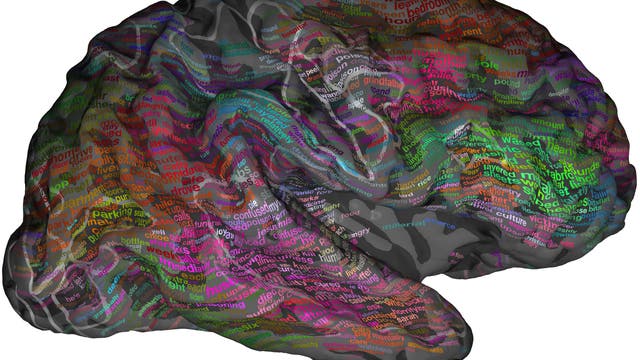 Eine semantische Karte des Gehirns 