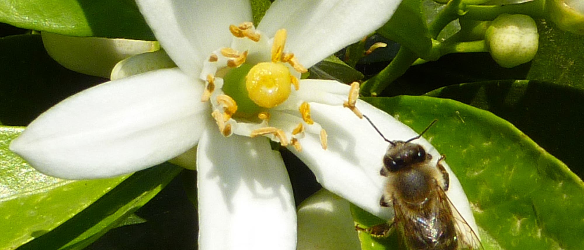 Honigbiene auf Zitrusblüte Honigbiene auf Zitrusblüte