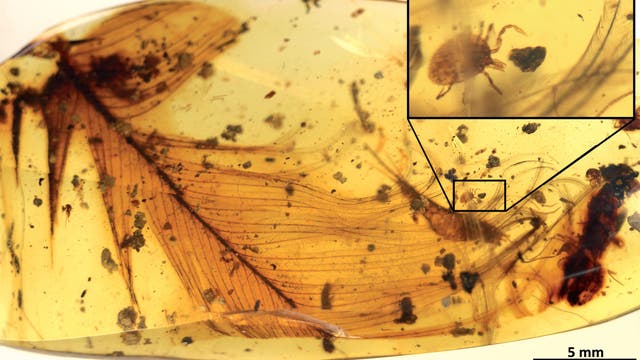 Eine 100 Millionen Jahre alte Zecke klammert sich an einer Feder fest, beide in Bernstein eingegossen.