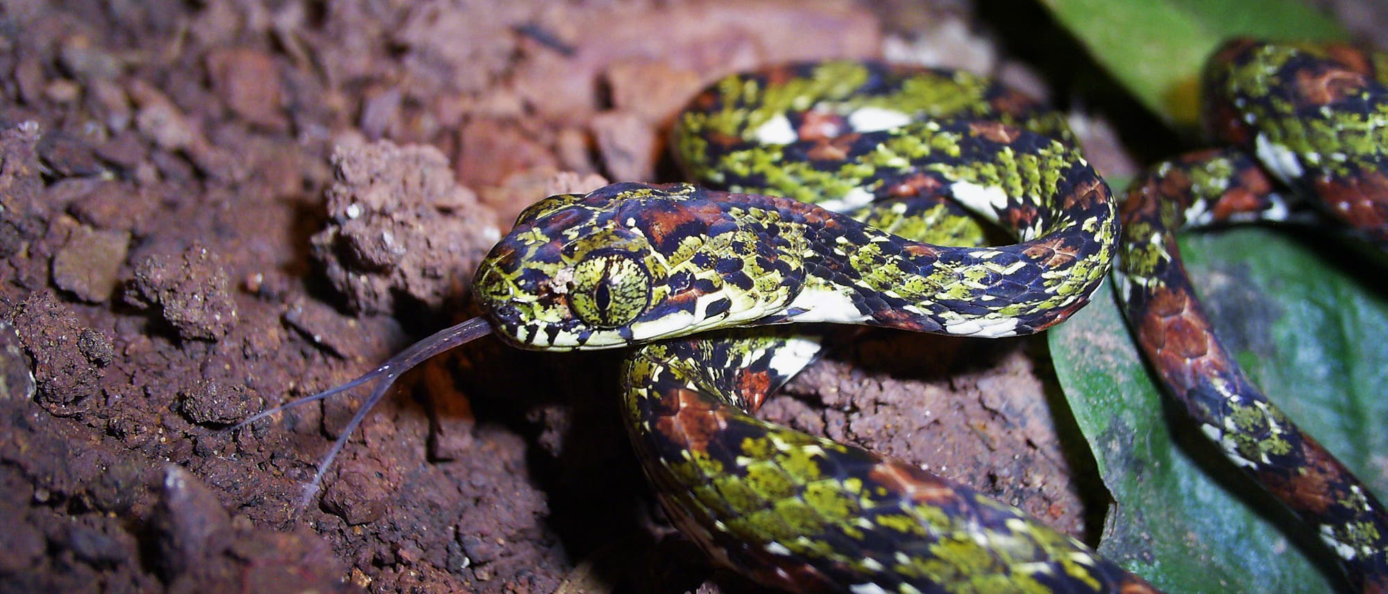 Sibon argus Sibon argus