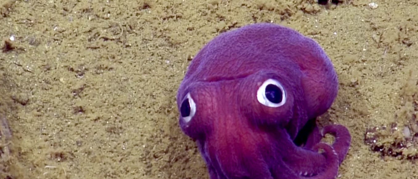 Rossia pacifica Zwergtintenfisch Rossia pacifica Zwergtintenfisch