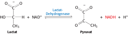 Die Lactat-Dehydrogenase katalysiert diese Reaktion.