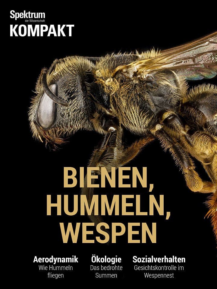 Spektrum Kompakt:  Bienen, Hummeln, Wespen – Sechsbeiner mit Charakter