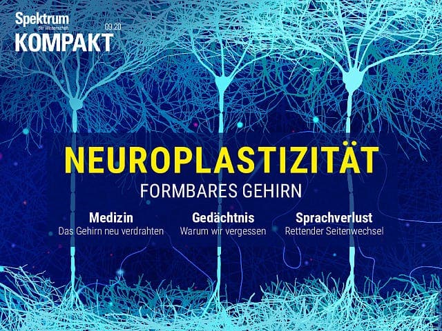 Espectro compacto: Neuroplasticidad - Cerebro maleable