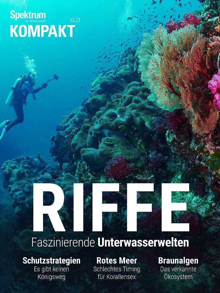 Spektrum Kompakt:  Riffe – Faszinierende Unterwasserwelten