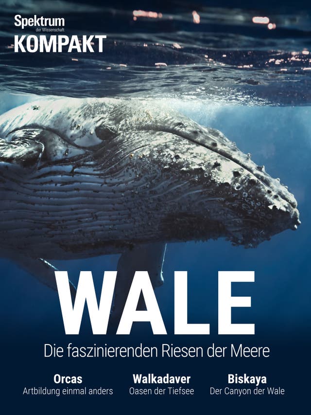 Wale - Die faszinierenden Riesen der Meere