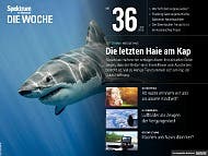 Spektrum - Die Woche - 36/2016 - Die letzten Haie am Kap