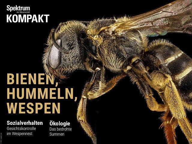 Spektrum Kompakt:  Bienen, Hummeln, Wespen – Sechsbeiner mit Charakter
