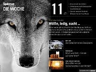Spektrum - Die Woche - 11/2017 - Wölfin, ledig sucht...