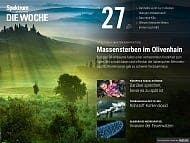 Spektrum - Die Woche - 27/2017 - Massensterben im Olivenhain