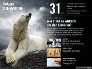 Spektrum - Die Woche - 31/2017 - Wie steht es wirklich um den Eisbären?